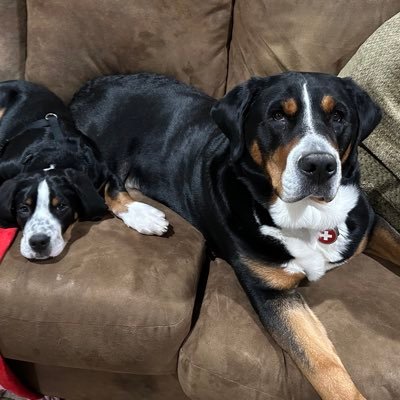 Two crazy Greater Swiss Mountain Dogs living in NW Oregon. We have big paws to fill from the dearly departed Sheriff Rocky.