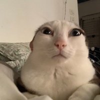 Akita ποΈπποΈπ (@akitasukine) 's Twitter Profile Photo Akita ποΈπποΈπ (@akitasukine) 's Twitter Profile Photo