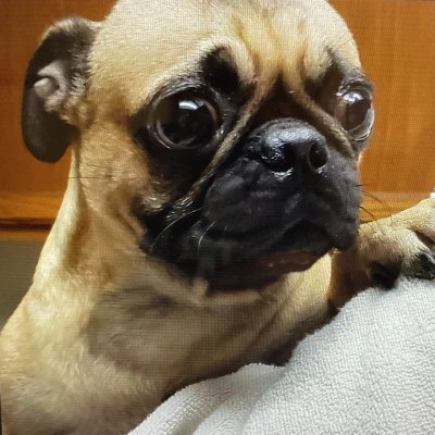 Non-filtered random thoughts from a pug 🐕 I am a lover, not a fighter even if my namesake is the hero of Hyrule ⚔ 🛡. I need to pee every 90 minutes. 🚽