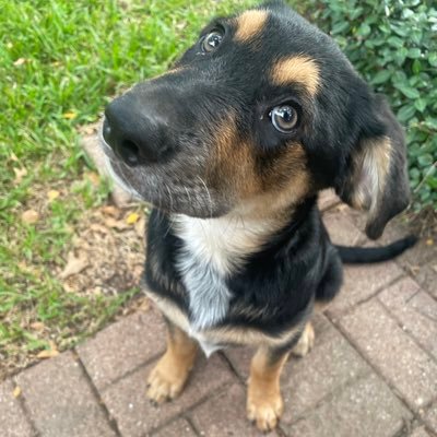 Elkdagreat's profile picture. 