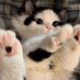 猫猫请求断开链接 (@cute1490) Twitter profile photo 猫猫请求断开链接 (@cute1490) Twitter profile photo