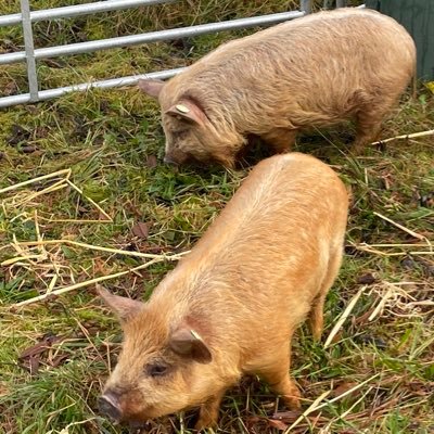 We are a couple from East Sussex, who have just moved to a smallholding in Ireland where we intend on having alpacas and other rare breeds.