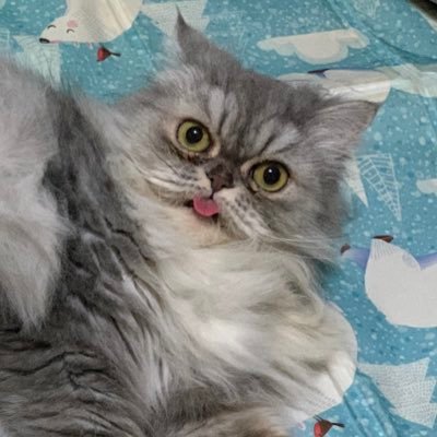 Gumble ☄️さんのプロフィール画像