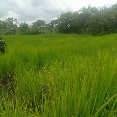 ChristianaBimpe's profile picture. All things work together for good for them that love God.