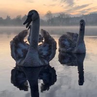 UHMBT Bereavement office (@uhmbbereavement) 's Twitter Profile Photo UHMBT Bereavement office (@uhmbbereavement) 's Twitter Profile Photo