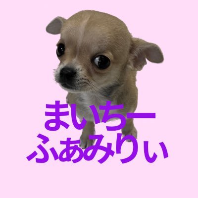 🐕2021.11.6生 スムースコートチワワのノアです。やんちゃでビビりな男の子🦴まいちー(娘)が大好き❣️ 🐕2023.5.1生 スムースコートチワワのテオです🐾兄ちゃん(ノア)大好き💕 LINEスタンプ▶︎ https://t.co/j9I4Zv7Zm9