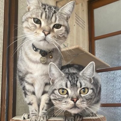 アメショ兄弟。ムギ♂＆マメ ♂部屋猫。 オセロ猫2匹もたまに登場。楽しく過ごす 猫とおじさんの日常。 DMお断りです。 ちろりん。(バイク垢)@iijgmaもよろしく✋