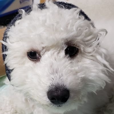 いきりチキンさんのプロフィール画像