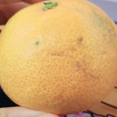 성인 / 여러장르
(메인)마호야쿠, 붕스, 힢마, 플레이뷰
(서브) 각종 만화 및 게임