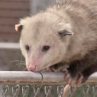 *opossum noises*