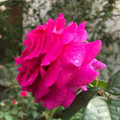 berryice0521's profile picture. 