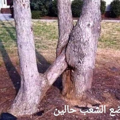 Ahmad12563732's profile picture. ...