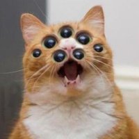 Stochastic Terrorism™ Watchcat(@Mog_Sothoth) 's Twitter Profile Photo