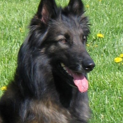 PhD in Nutrition and Toxicology.  Do molecular biology based reseach. Enjoy dog agility and obedience with my Belgian Tervuren