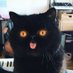 no (@overlordblaise) Twitter profile photo no (@overlordblaise) Twitter profile photo