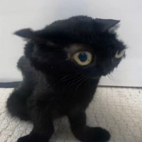 lin (@jerukin) 's Twitter Profile