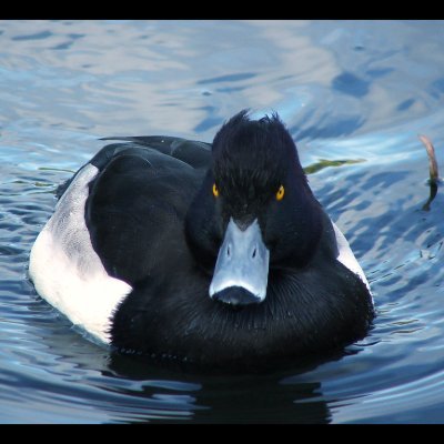 KoroSalvia's profile picture. Duck from the shadow realm, 24 years old.
