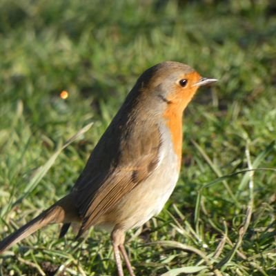 offalyred's profile picture. I am Irish, Liverpool supporter, big into craft beer, recently returned to birding, having retired from showing other people how to use computers and stuff