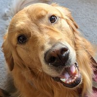 Dogs Are Praxis(@DogsArePraxis) 's Twitter Profile Photo