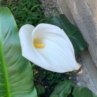 Silvia Meave 🪬@meavejournalist (@silviameave) 's Twitter Profile Photo Silvia Meave 🪬@meavejournalist (@silviameave) 's Twitter Profile Photo