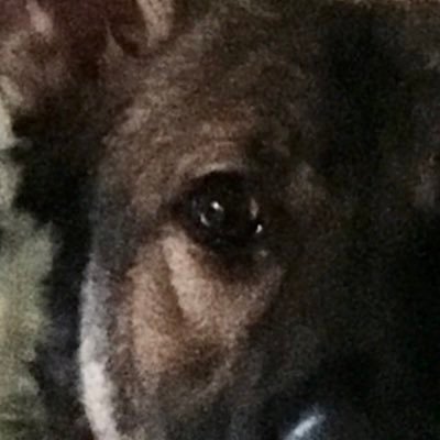 trailrunnermark's profile picture. America First🇺🇸 1A🦅 2A🦅 MAGA. MAHA. Unvaxxed! DDR GSDs🐾