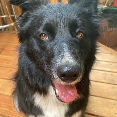 EladKralc's profile picture. animals especially dogs make life so much better!