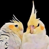 たか (@_taka_31) 's Twitter Profile