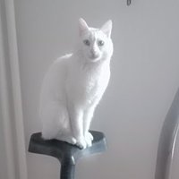 Spor Kedisi - Sports Cat (@ozgurozan) 's Twitter Profile Photo Spor Kedisi - Sports Cat (@ozgurozan) 's Twitter Profile Photo