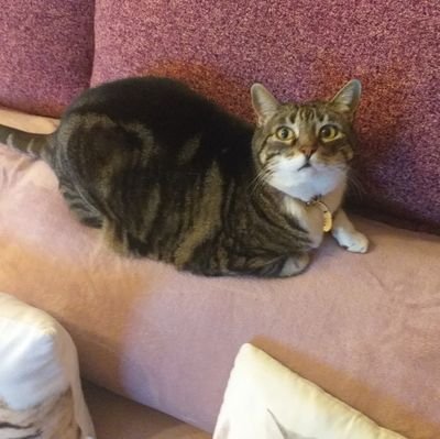 gatasiempalerta's profile picture. Castellana isabelina, con herencia de honor y orgullo de mi tierra, origen del reino de España.