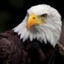 Patriot LadySC (@scladypatriot) Twitter profile photo Patriot LadySC (@scladypatriot) Twitter profile photo
