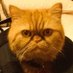 WindyCityKitty (@windycity_kitty) Twitter profile photo WindyCityKitty (@windycity_kitty) Twitter profile photo
