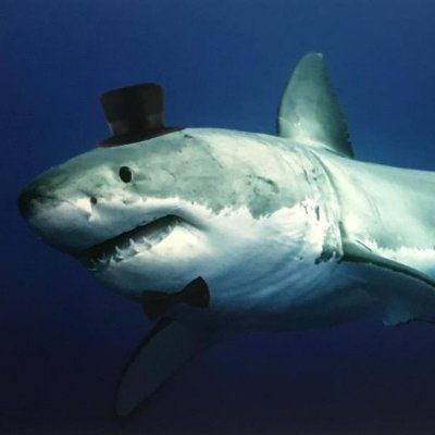 It's me sHaRk

What do I do? Not much. Play war games, online race, and probably into war politics.