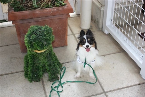 dichamama's profile picture. 