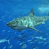 LightNet20's profile picture. 