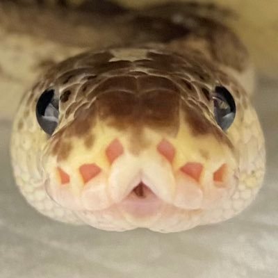 ヘビと格ゲー