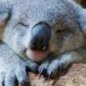 Hi I'm a Koala Drop-bear. The rumours you hear about us falling from the tree are totally untrue. We fall from the sky! We are cuddly and lovable