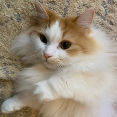 yrdvOVqKJPnOZdg's profile picture. ハチ組zzZ第4回KEITAMAN杯出場 猫好き🐈/dbd好き🎮/無言フォロー大歓迎&お許しください🙇/プレステ5でdbdやってます、誘ってください😎Twitter不慣れですが気軽に絡んでください🥳