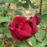 ocr0609's profile picture. 나는 하나님께서 이리로 오라 하시면 이리로 가겠습니다.
그리고 하나님께서 저리로 가라 하시면  저리로 가렵니다.