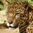 Cat Conservation