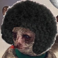CopenSneeden (@copensneeden) 's Twitter Profile