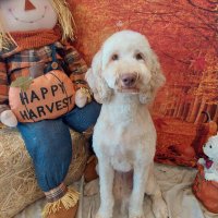 Beesly The Doodle 🐾🐾 (@beeslythedoodle) 's Twitter Profile