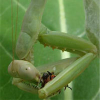 fahrakohler's profile picture. Into travelling, sailing, diving, climbing, skiing, photography, science...!  Religion: Joe Satriani and Steve Vai!