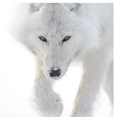 montigny_leana's profile picture. “If freedom of speech is taken away, then dumb and silent we may be led, like sheep to the slaughter.”
― George Washington