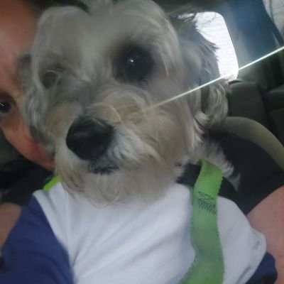 Apaixonada por cães
