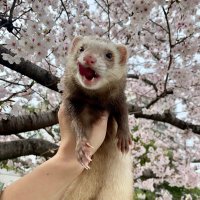 pan chan(misaki) (@___pan_chan) 's Twitter Profile