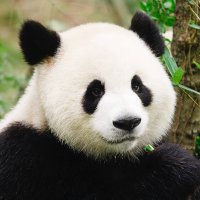 パンダ兄さん (@panda2_brother) 's Twitter Profile