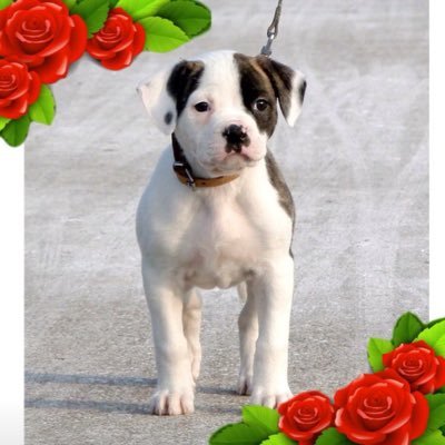 🔴⚪️Feyenoord voor altijd. American Bulldog Senna RIP 😢. Beauceron Jaimy Field Trial Labrador Jill Darts Mercedes  💚🤍 Rotterdam