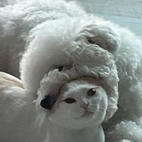 먼지 (@dust_1016) 's Twitter Profile