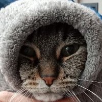 Don Grizzly Modeste (@lynx_grizzly) 's Twitter Profile
