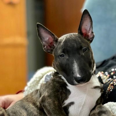 Lovely Mini Bull Terrier 🥰